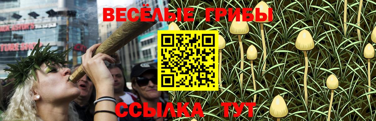 Псилоцибиновые грибы Psilocybine cubensis Краснокаменск